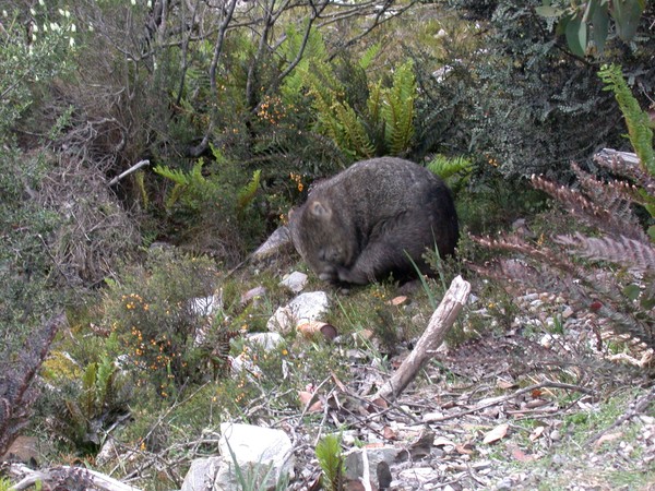 Wombat